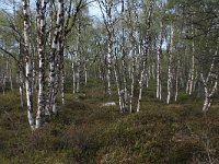 FIN, Lapland, Inari 18, Saxifraga-Dirk Hilbers